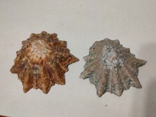 Conchiglia Shell Patella CYMBULA OCULUS Gigante set di 2 pezzi  Sud Africa