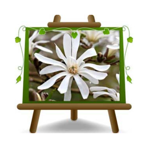 Magnolia stellata piante - magnolia,