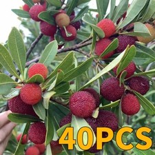 Bayberry 20/40 Semi Myrica