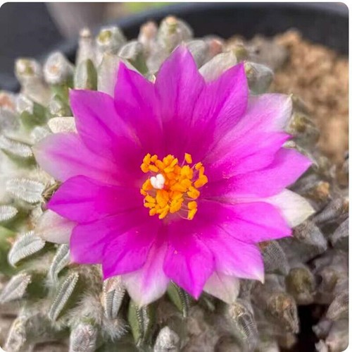 Pianta succulenta cactus - succulenta,