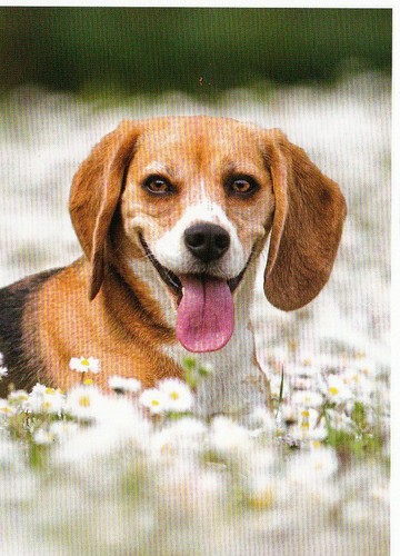 Beagle cartolina postcard - *,
