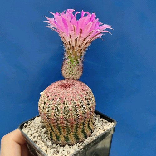 Echinocereus rigidissimus var - echinocereus,