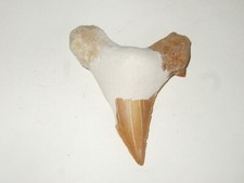 Fossili dente di squalo - -,