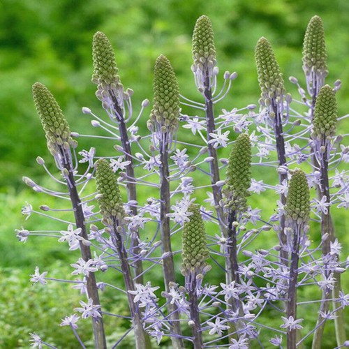 Scilla bulbi fiori cipolle - scilla,