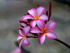 Plumeria pianta di - –,