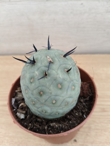 9438 tephrocactus geometricus - ,