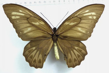 Ornithoptera priamus - ornithoptera,