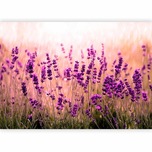 Lavanda pioggia naturale - pioggia,