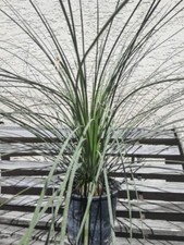 Dasylirion longissimum pianta