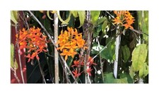 10x Epidendrum secundum Red