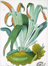 1831, OTTIMO PER INCORNICIARE SET DI -22- PIANTE DI FELCE - ARREDAMENTO CASA XVC