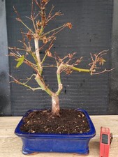 bonsai di  acero rosso deshojo