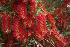 Appeso - pulitore a cilindro - Callistemon viminalis 50 + semi - semi W 033