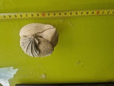 Lastra  Conchiglie Fossili  mediterraneus fossile del Pliocene (-5...