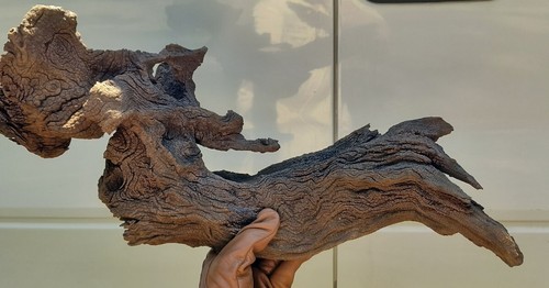 Driftwood pianta acquario arte