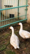 UOVA FECONDE DI OCA BIANCA