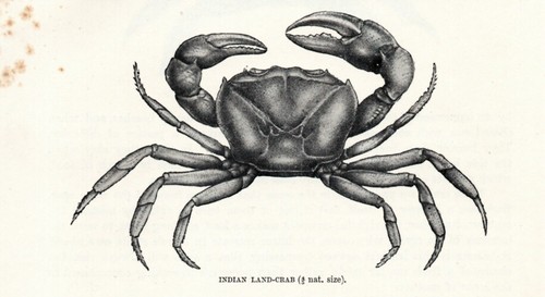 Stampa antica 1894 granchio - stampa,