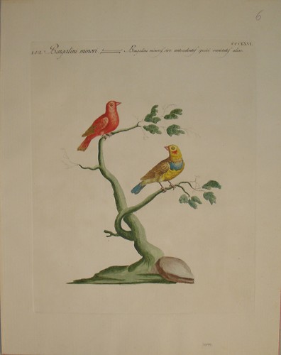 Stampa antica bengalini - stampa,
