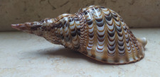 Tromba charonia tritonis - tromba,