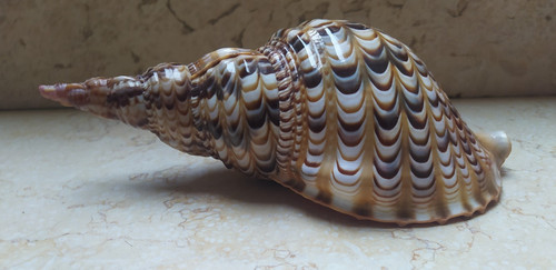 Tromba charonia tritonis - charonia,