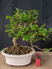 Bonsai melo giapponese h - bonsai,