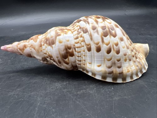 Tromba charonia tritonis - charonia,