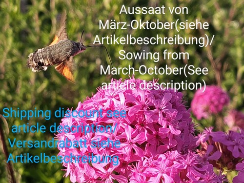 Leimkraut orientale silene - leimkraut, orientale,