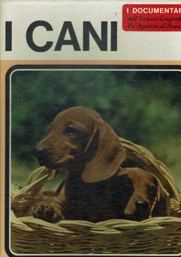Cani - i,