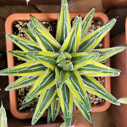Agave victoriae reginae - victoriae,