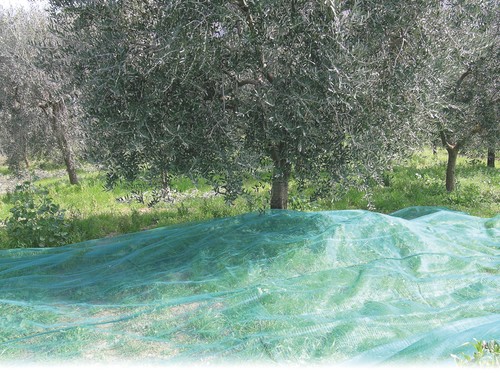 Confine rete per olive - confine,