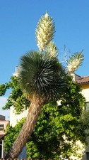 Yucca rostrata - -,