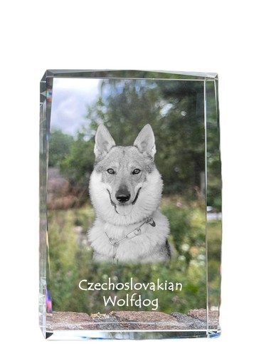 Cane lupo cecoslovacco - lupo,