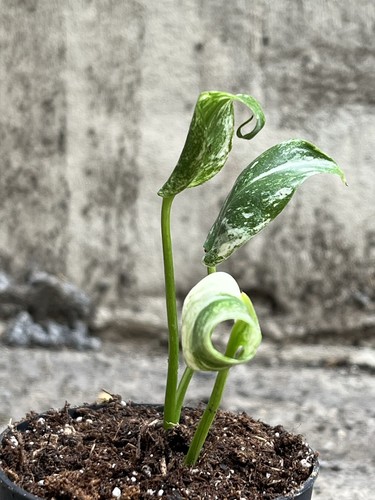 Monstera devil monster full - monster,