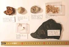 Collezione 6 Fossili Autentici (28 Totali) - Ammoniti, Denti, Bivalvi, Lumache 