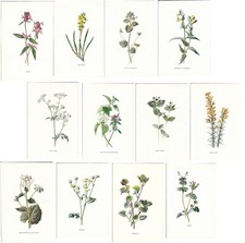 Stampe antiche LOTTO 12 FIORI