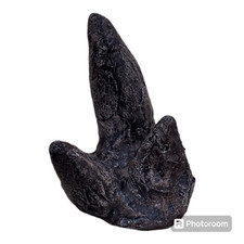 Dracorex hogwartsia corna di