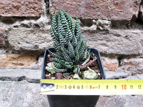 Haworthia reinwardtii