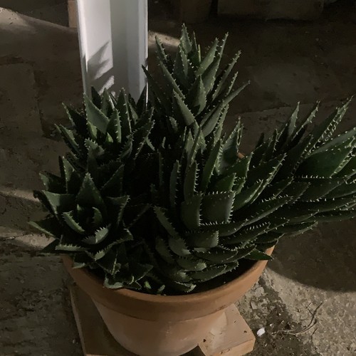 Aloe pianta grassa vaso - pianta,
