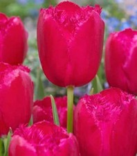 TULIPANI SFRANGIATE BURGUNDY