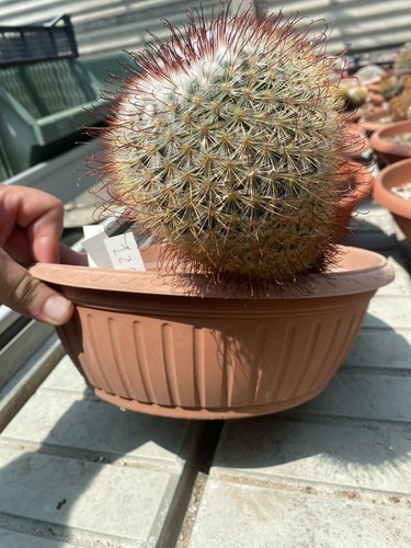Mammillaria moelleriana 498 - mammillaria, sb