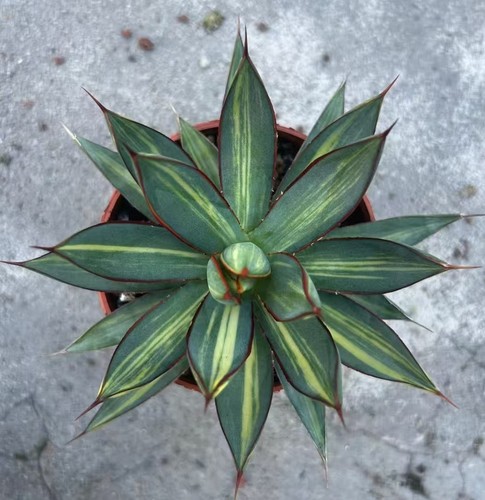 Vendita rara pianta cactus - vendita,