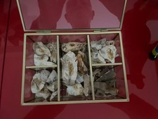 Préhistoire - Magdalénien -