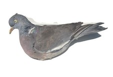 Richiamo per uccelli stampo - richiamo,
