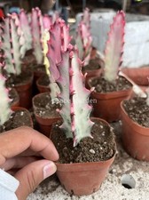 2PCS Trigona Rosso Ibrido