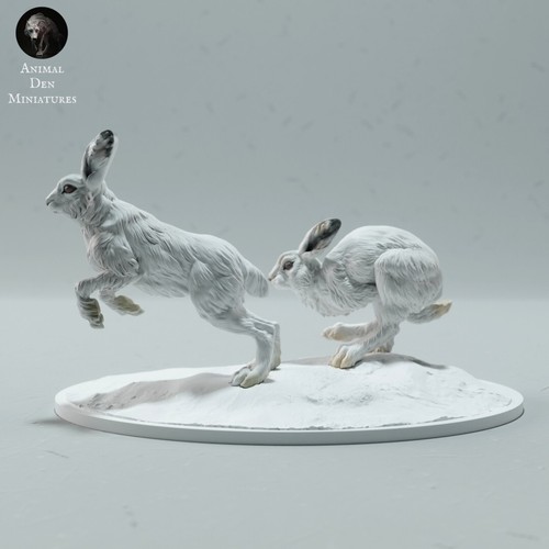 Artic hares lepri artiche - artic,