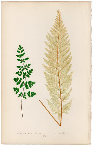 Antica stampa botanica - , 1872