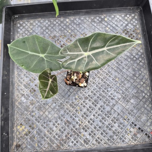 Alocasia longiloba black satun - black,