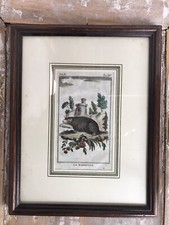 Antica incisione Buffon Originale 1700 “ La Marmotta ”