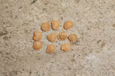 LULO - SOLANUM QUITOENSE, 10