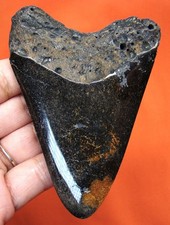 Megalodonte dente squalo - megalodonte, di